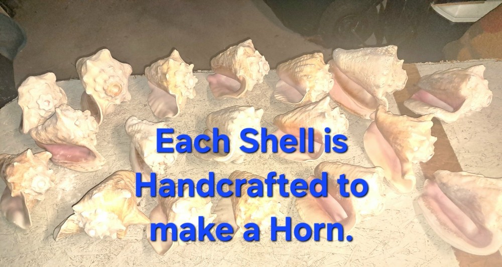 Conch Shell Horn | Queen Conch Shell | 7-9" Long | Large Seashell | Horn Blowing