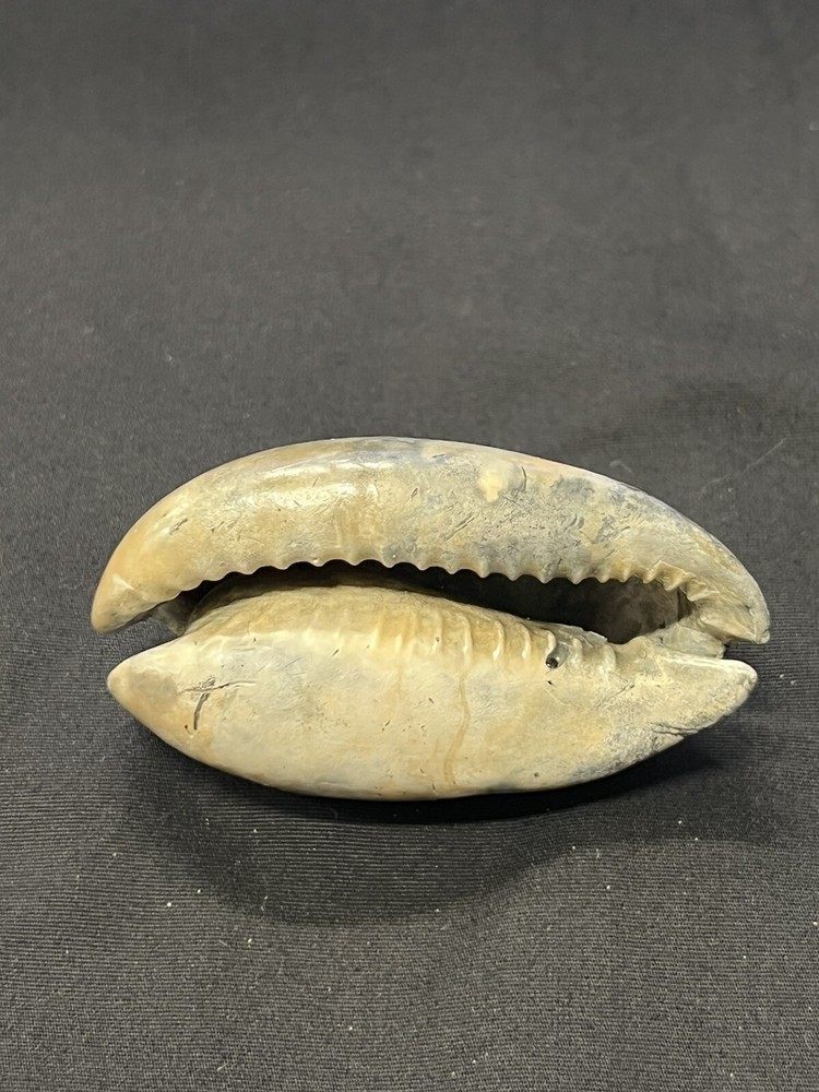 EXTINCT Fossilized COWRIE Shell From Central Florida - Pliocene Era.