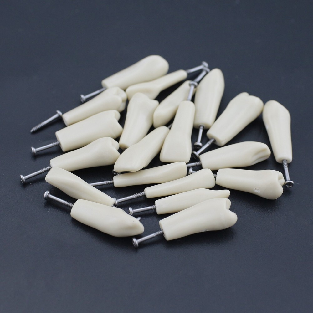 Columbia 860 Type Dental Simulation 32PCS Teeth Typodont Model Exam Teaching