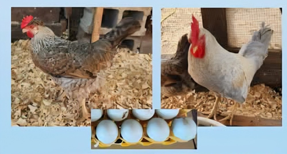 12+ Opal And Cream Split Opal Legbar Eggs