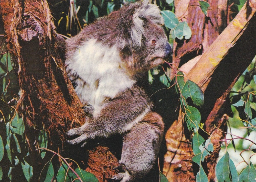 ANPC415) PC Australia, Koala, unused