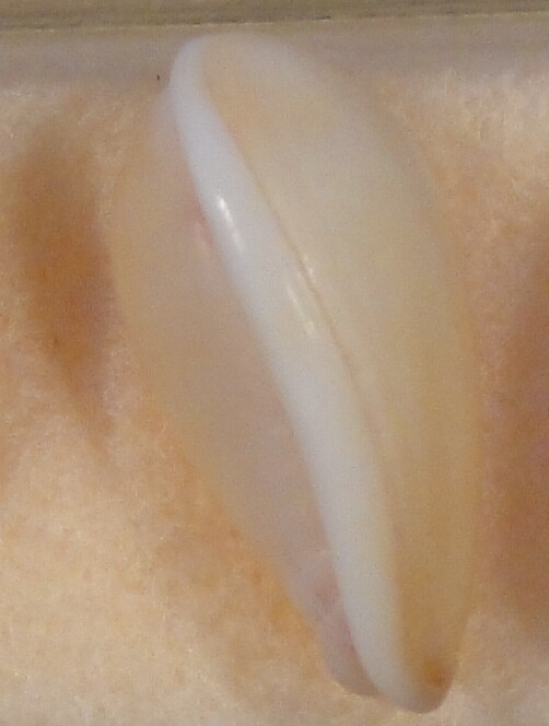 Marginella Per. Cornea 18+mm