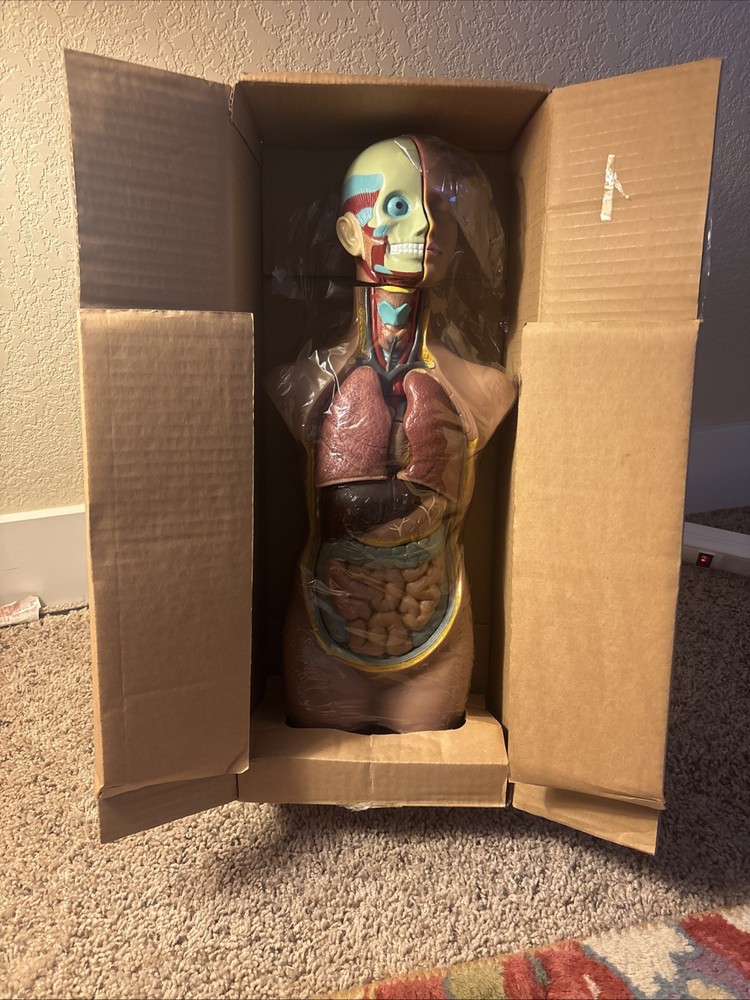 Human Torso Model 50cm