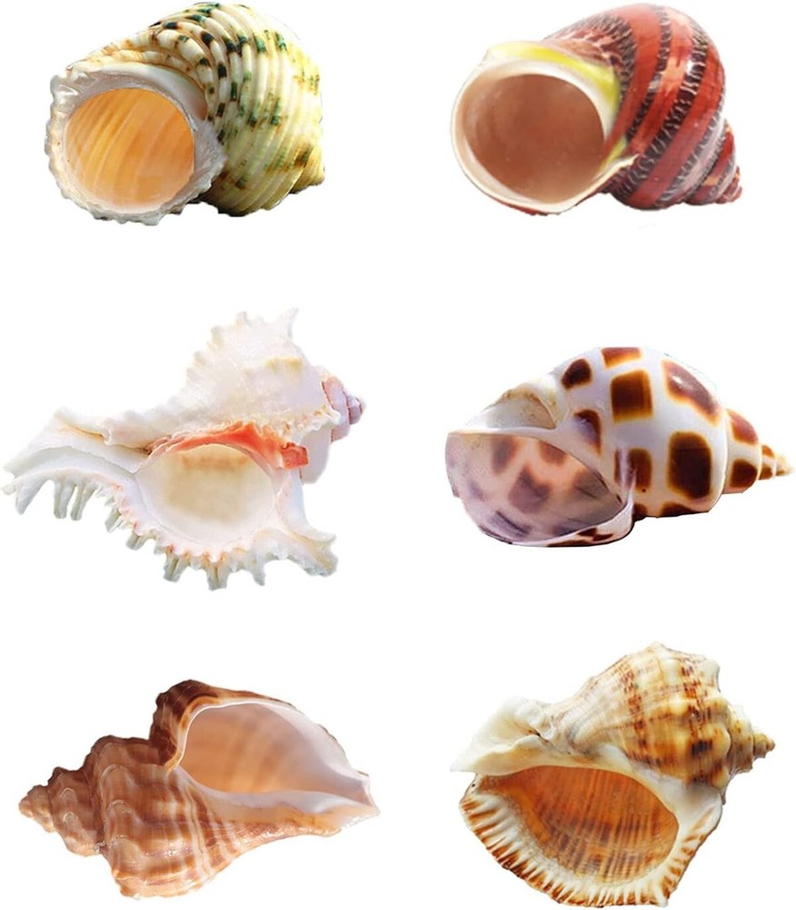 6 PCS Hermit Crab Shells Medium Large XLarge Growth Turbo Seashells