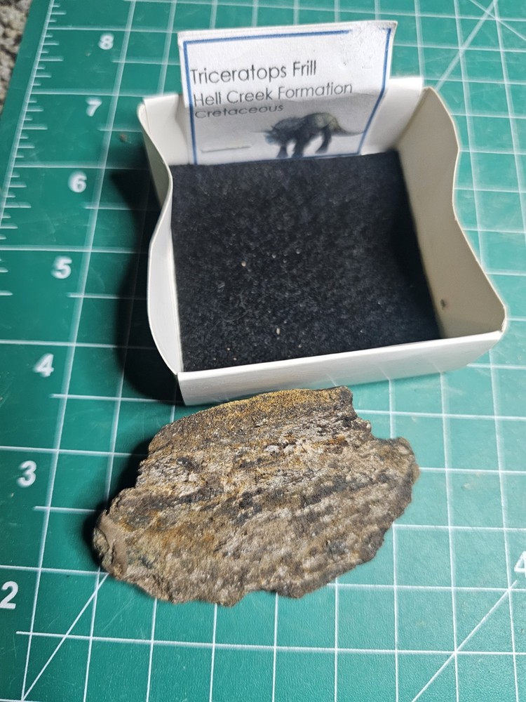 Triceratops Frill  – Hell Creek Formation