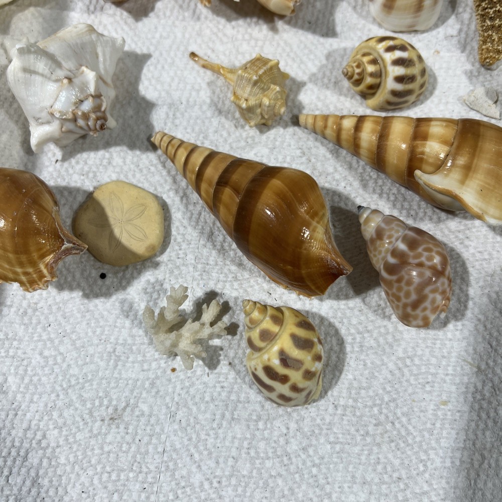Sea Shells Entire Tub B4