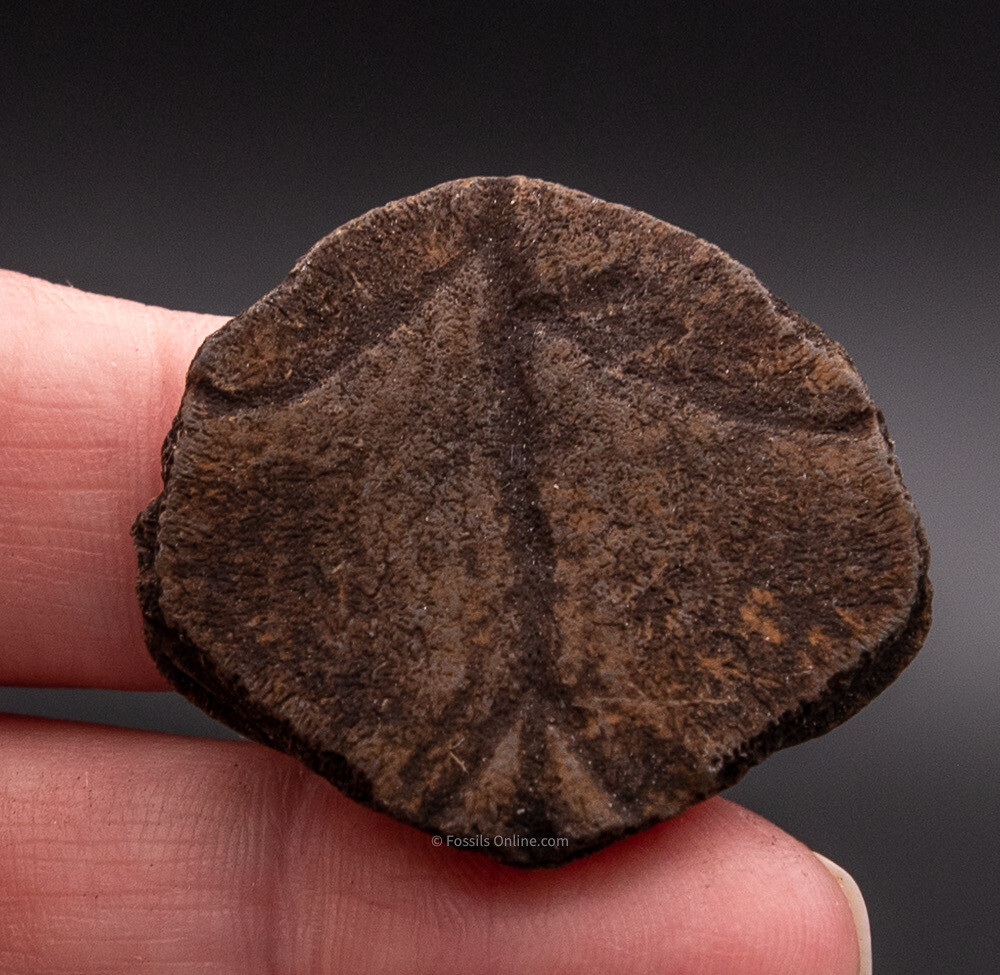 Shell Piece Florida Fossils    1776