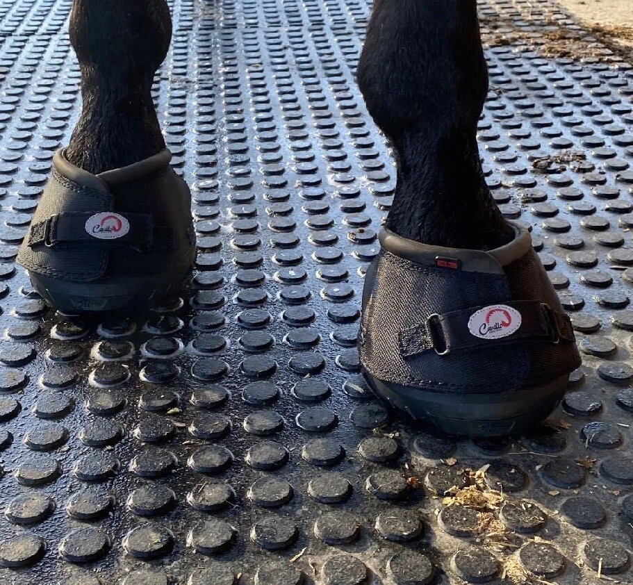 Cavallo ELB Regular Entry Level Horse Boot (Sold Individually)