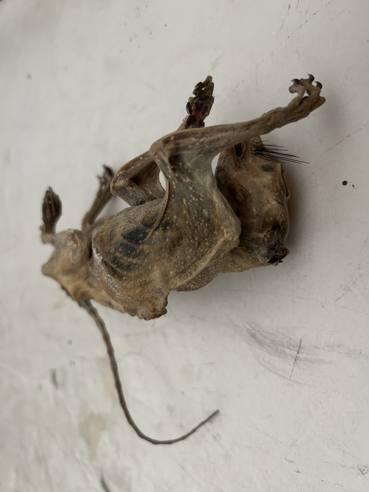 Mummified Baby Squirrel Unusual Unique