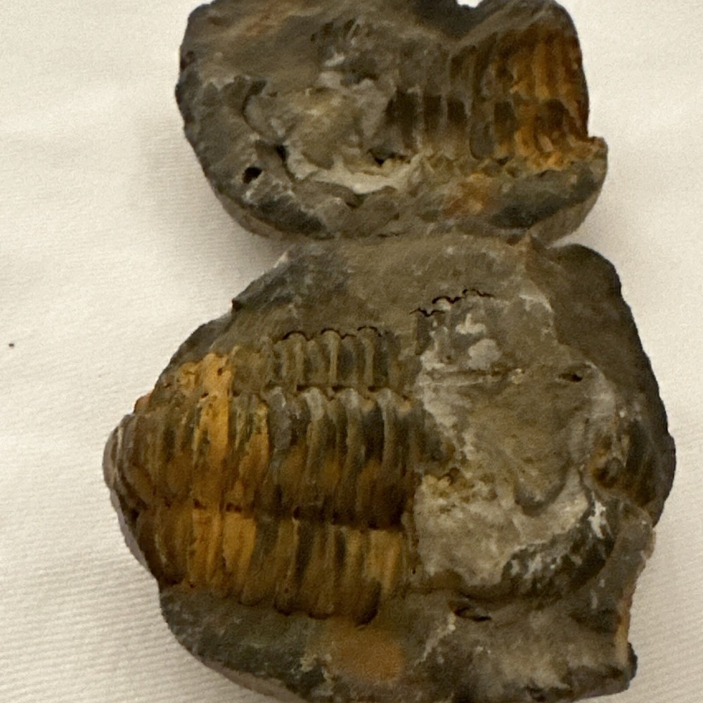 2.2” Flexicalymene Trilobite Nodule