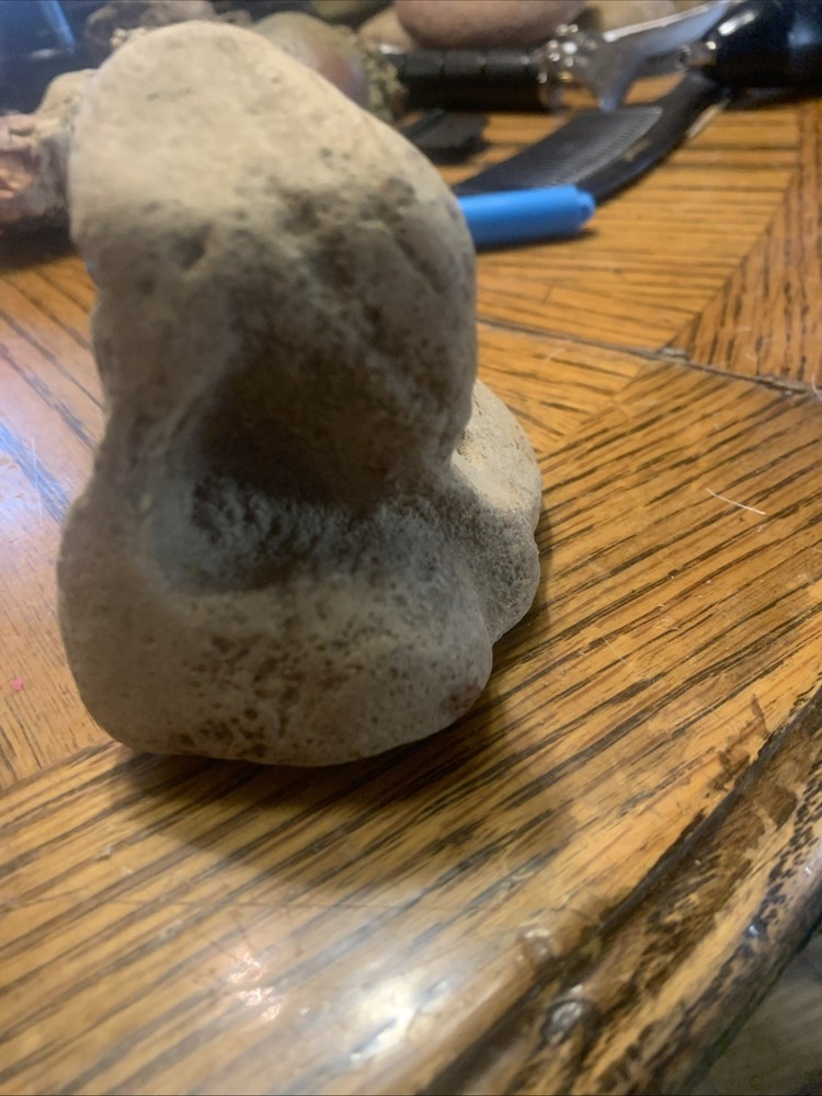 Fossils