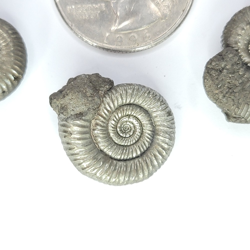 Pyritized Ammonites from Russia