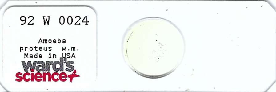 Amoeba proteus w.m. Microscope Slide