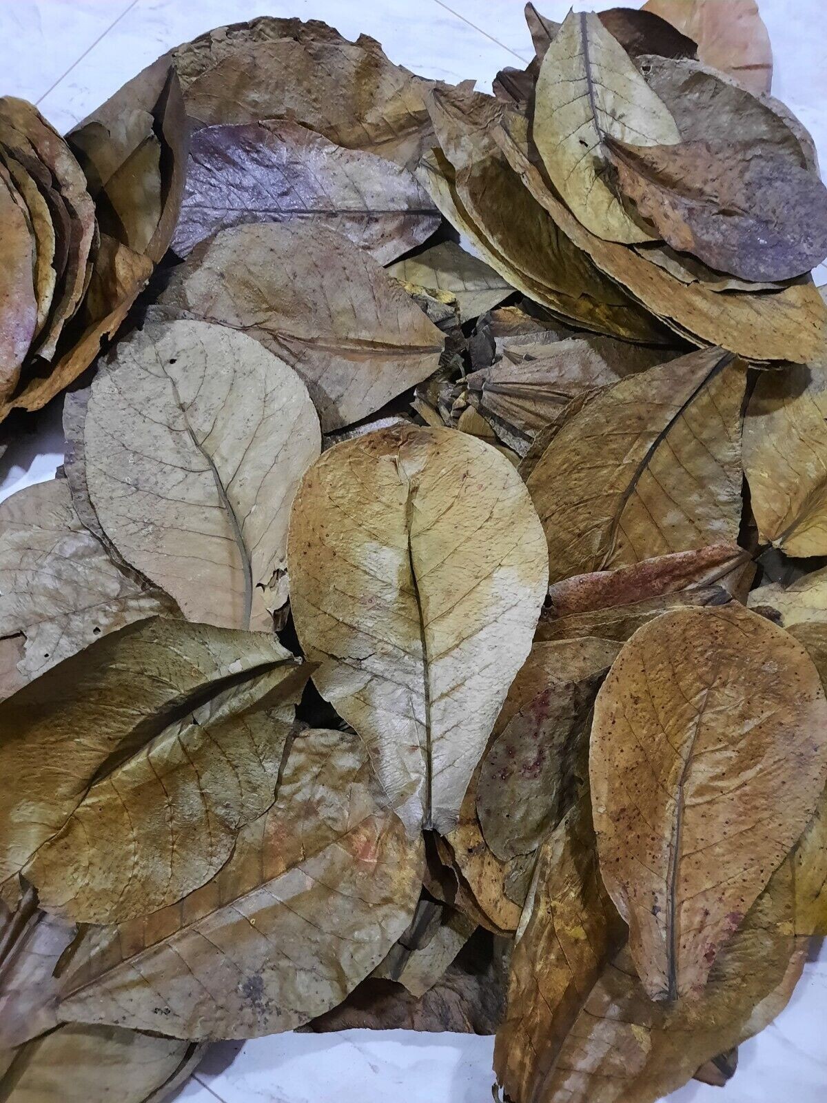 120g LARGE Indian Almond Catappa Ketapang Leaf Leaves Aquarium Betta Fish Shrimp