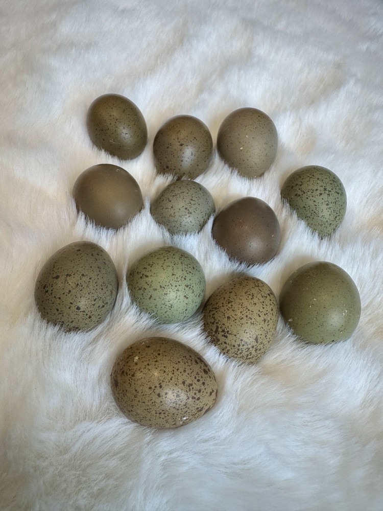 2 Dozen 24+, BUTTON QUAIL Hatching Eggs