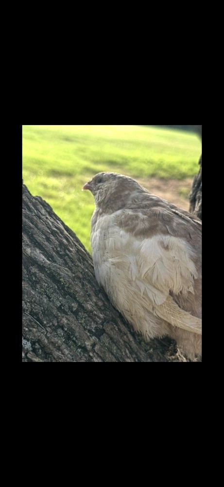 7 Celadon Blue/7 AssortedCoturnix Quail Hatching Eggs