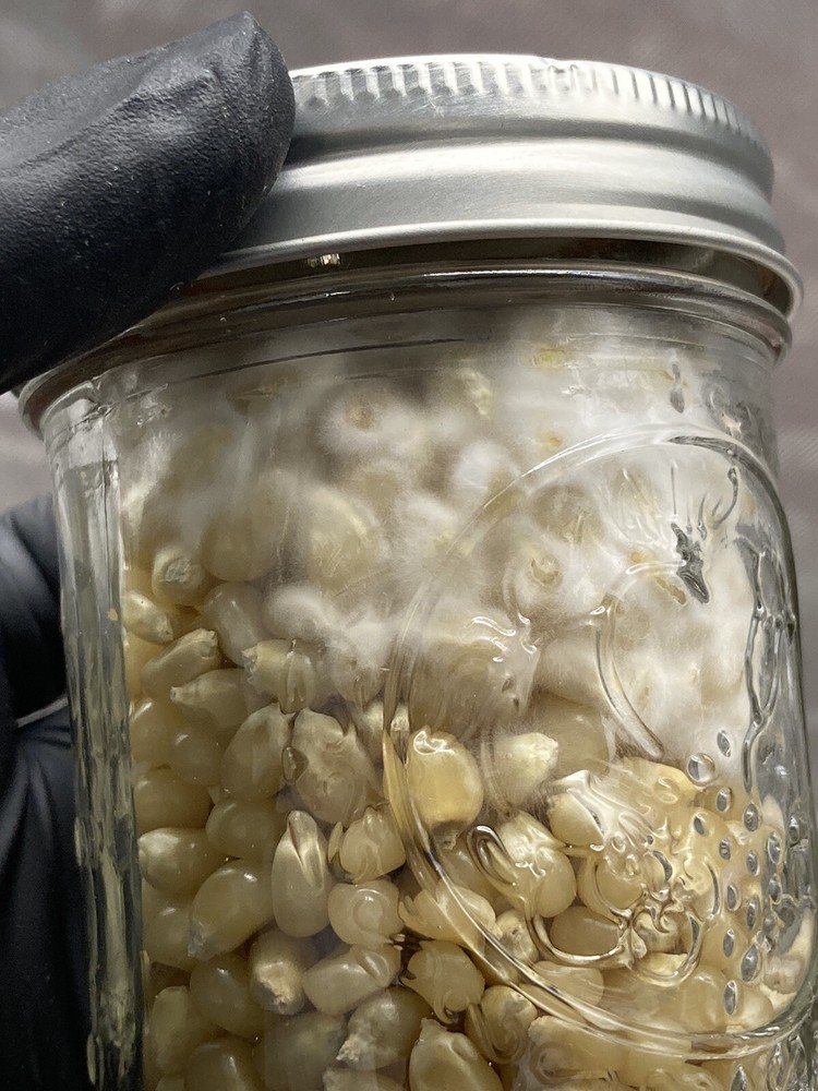 (2) Half Pint Jars - Sterilized Corn for Grain Spawn - Grow Great Grain Spawn