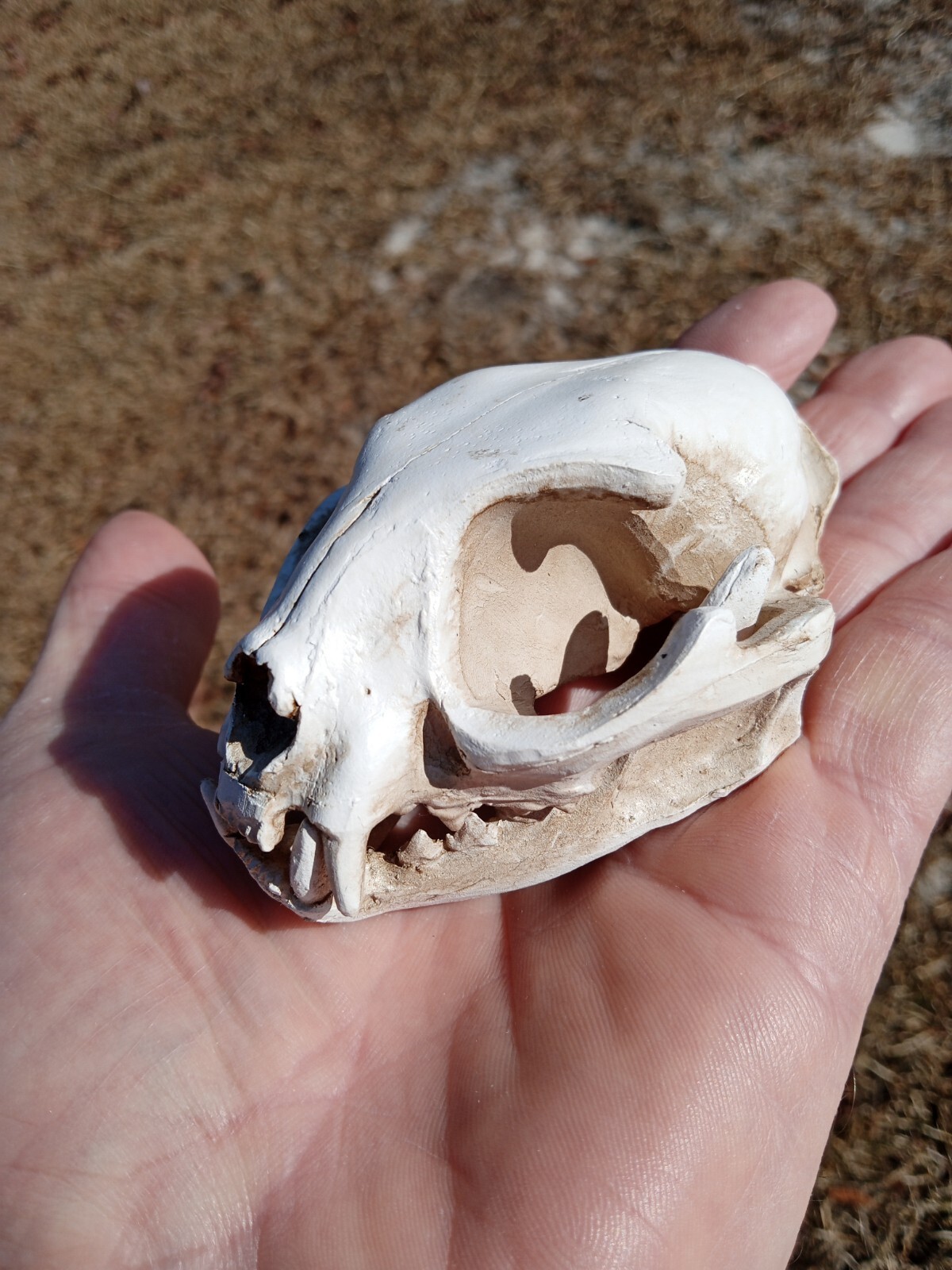 High Quality Replica Resin 😺 Cat Skull. Beautiful Display Cat Skull. Y3