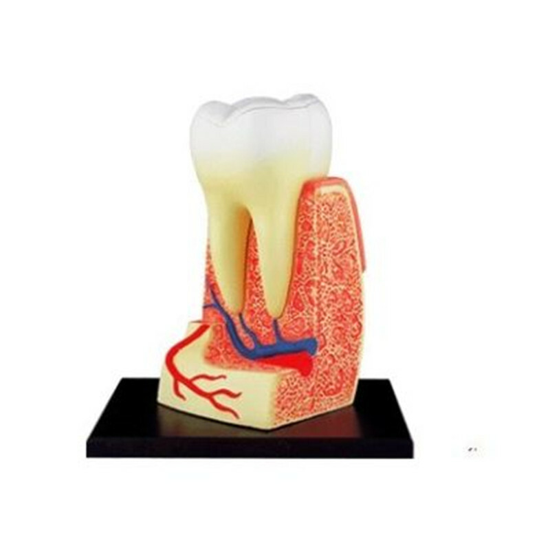 4D Human Triple Root Molar Tooth Anatomy Study Series 3D Teeth Model Education