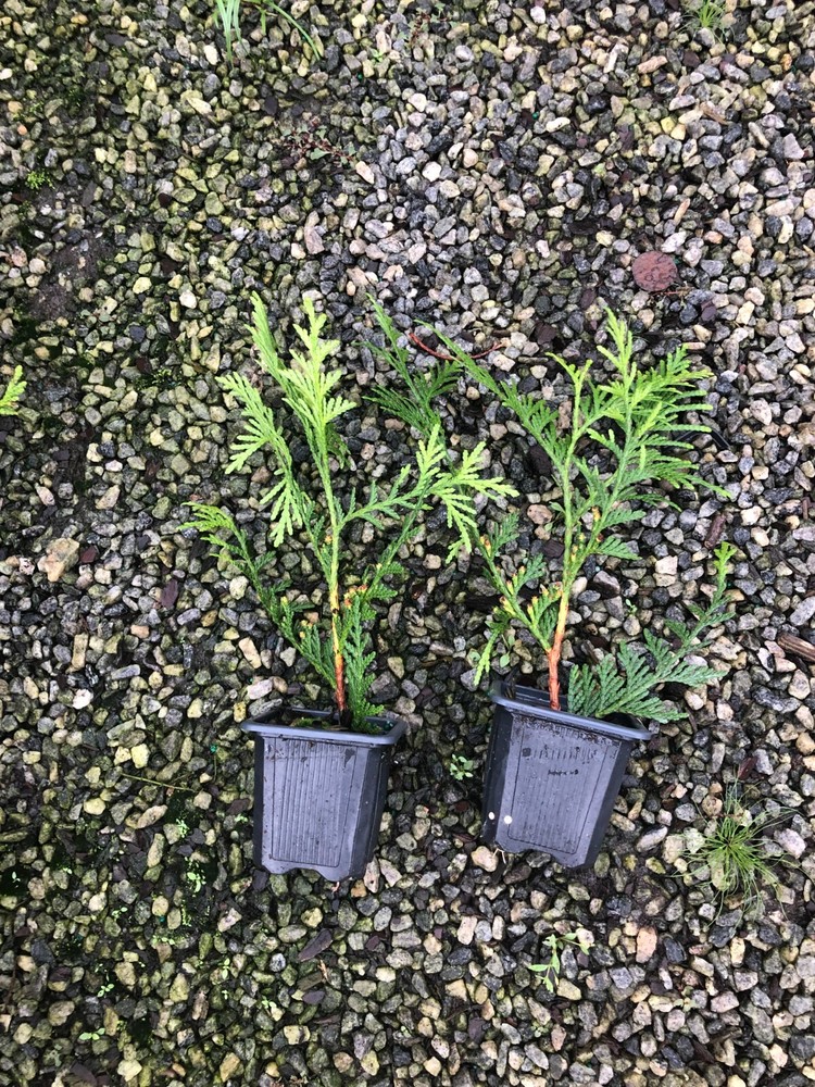 50-Thuja Green Giant Liners