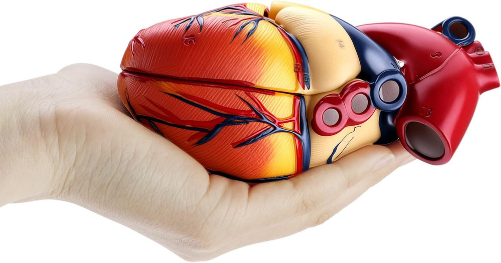 Life Size Human Heart Model 2 Part Numbered 34 Structures PVC Anatomy Study Base