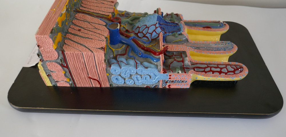 Mueller Ward Small Intestine Model - Anatomy Teaching