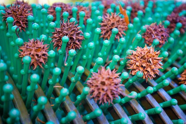 36" Pull-behind Sweet Gum Ball Harvester - Bag-A-Nut - Nut Picker Upper (A7001)