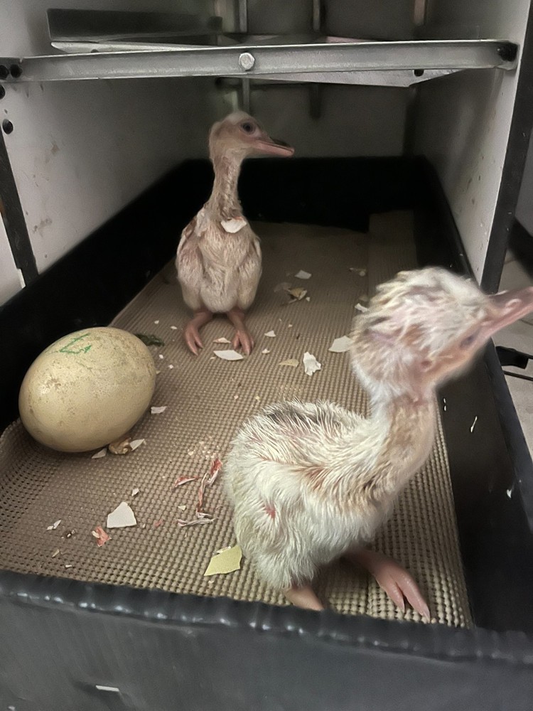 4 Rhea Eggs for Hatching