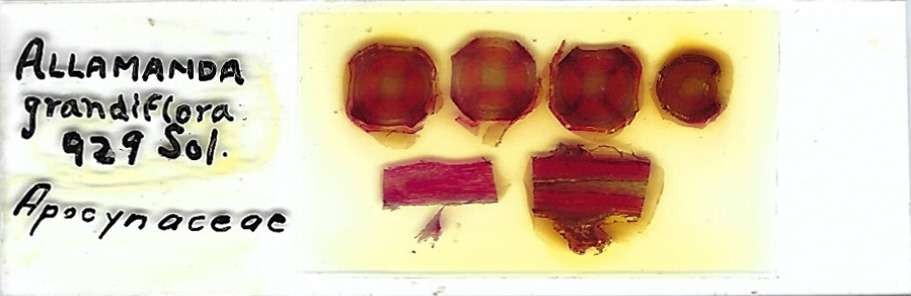 Allamanda grandiflora Microscope Slide