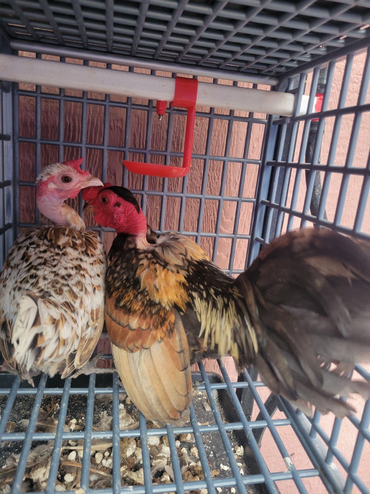 High-End Kikiriki Hatching Eggs – 6 Count (Extras Included When Available)