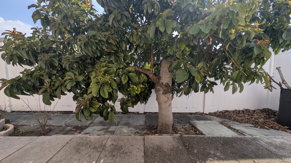 4 Oro Negro Avocado Scions