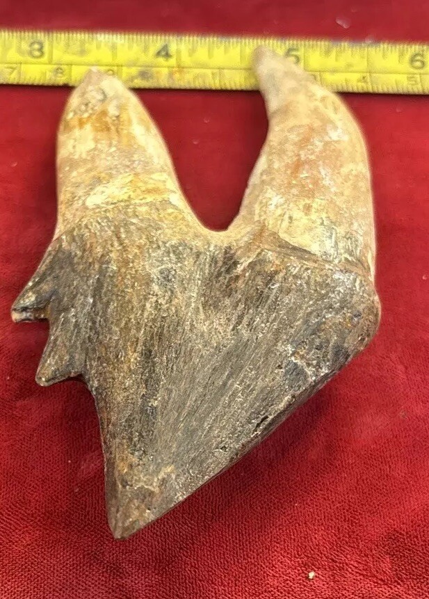 5” Basilosaurus Tooth 40-34 Mil Yrs Old Late Eocene