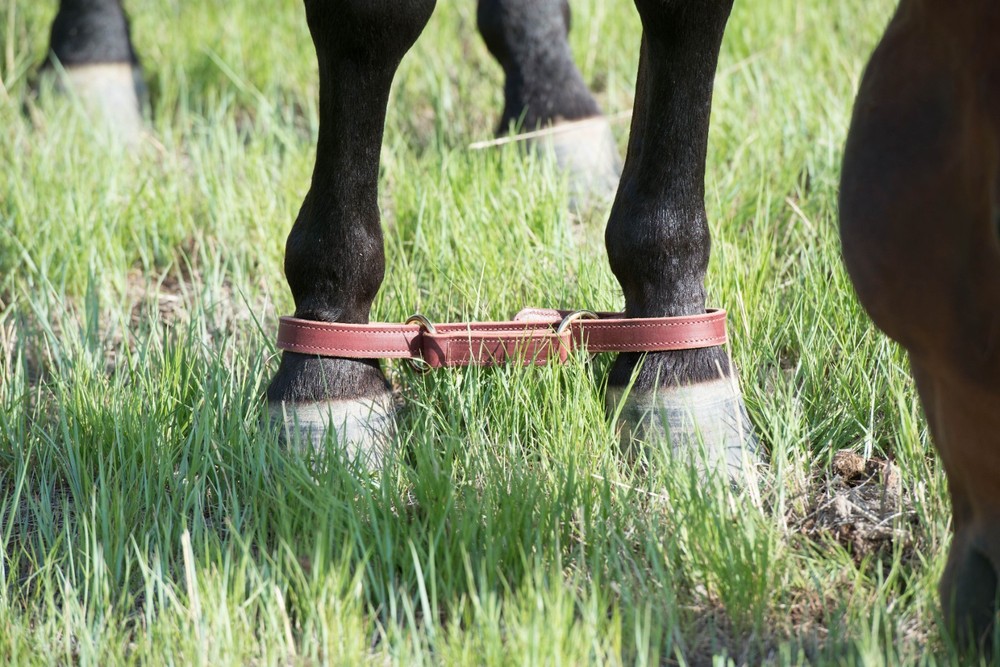 Weaver leather, Leather Hobble