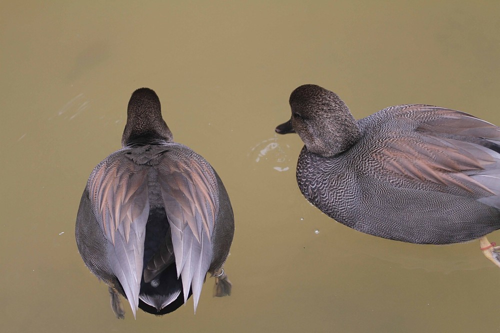 Gadwall Taxidermy / Decoy Carving Reference Photo Cd