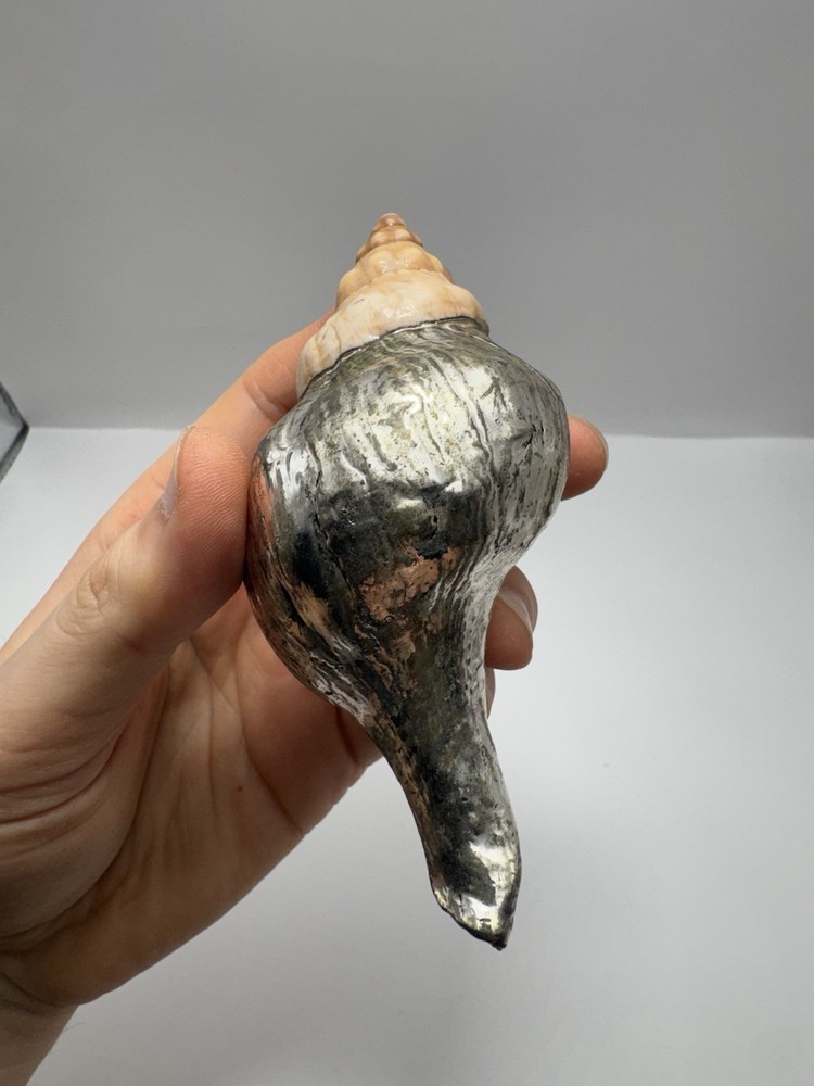 Silver Dipped Sea Shell Natural Ocean Shell Decorative Piece