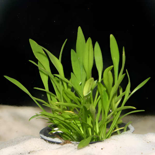 Premium Assorted Green Plant Pack - 6 Pack