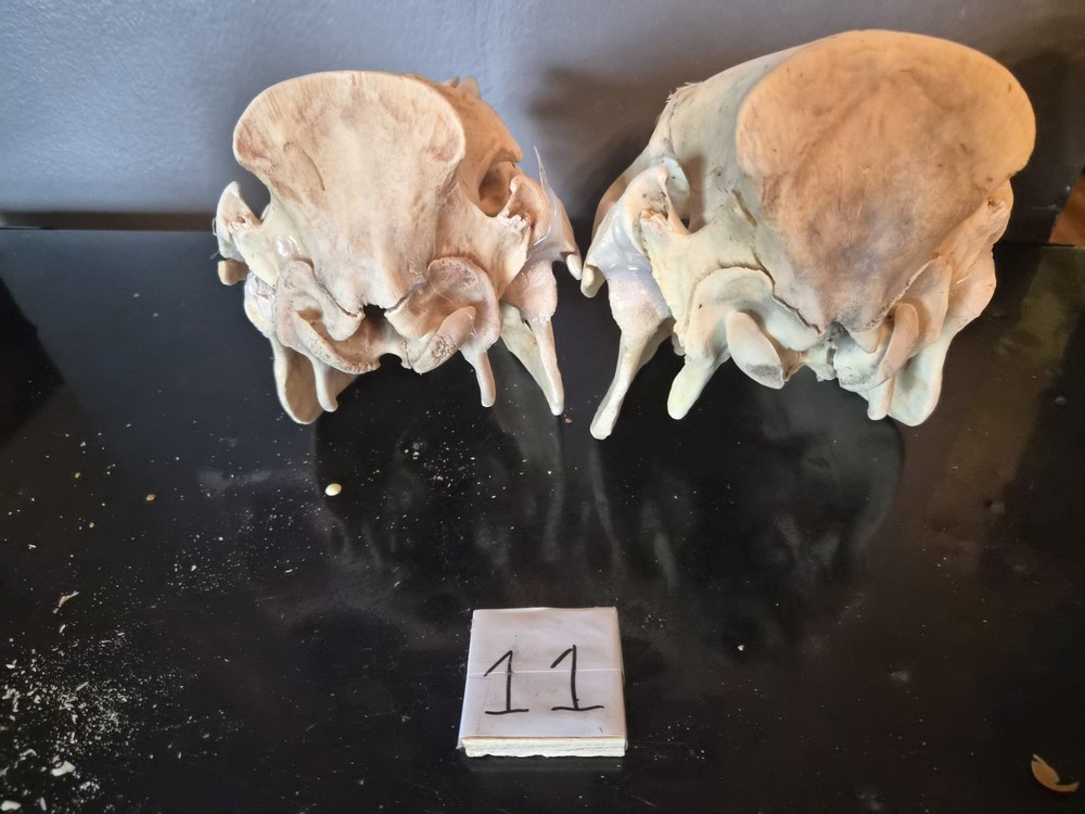 Pig Skull