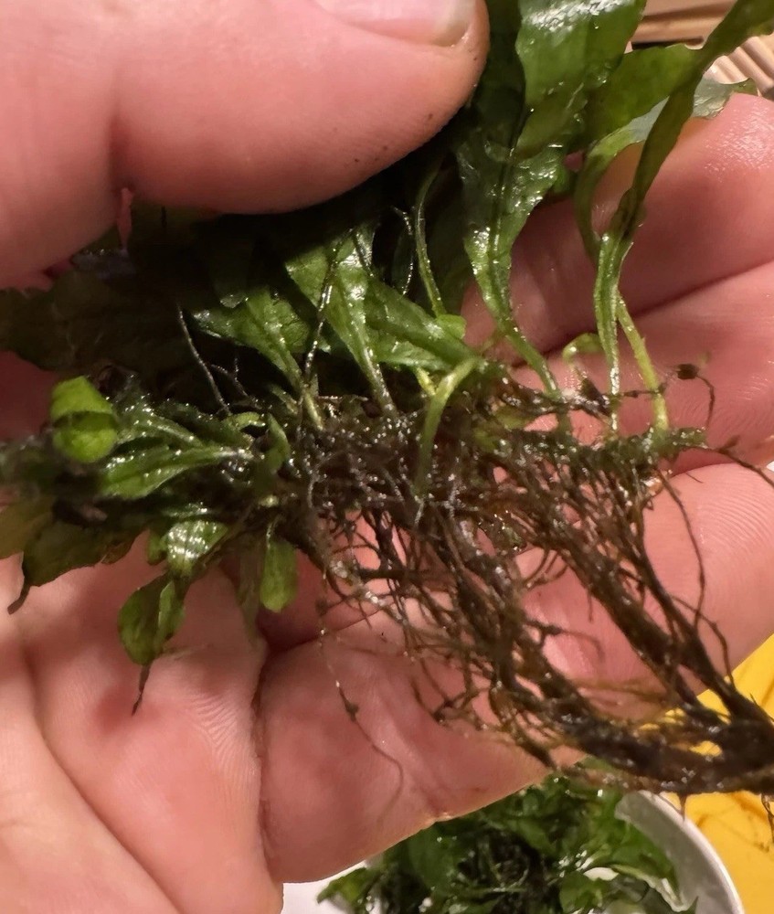 Java Fern 20+ Plants Microsorum pteropus - Live Aquarium Plant