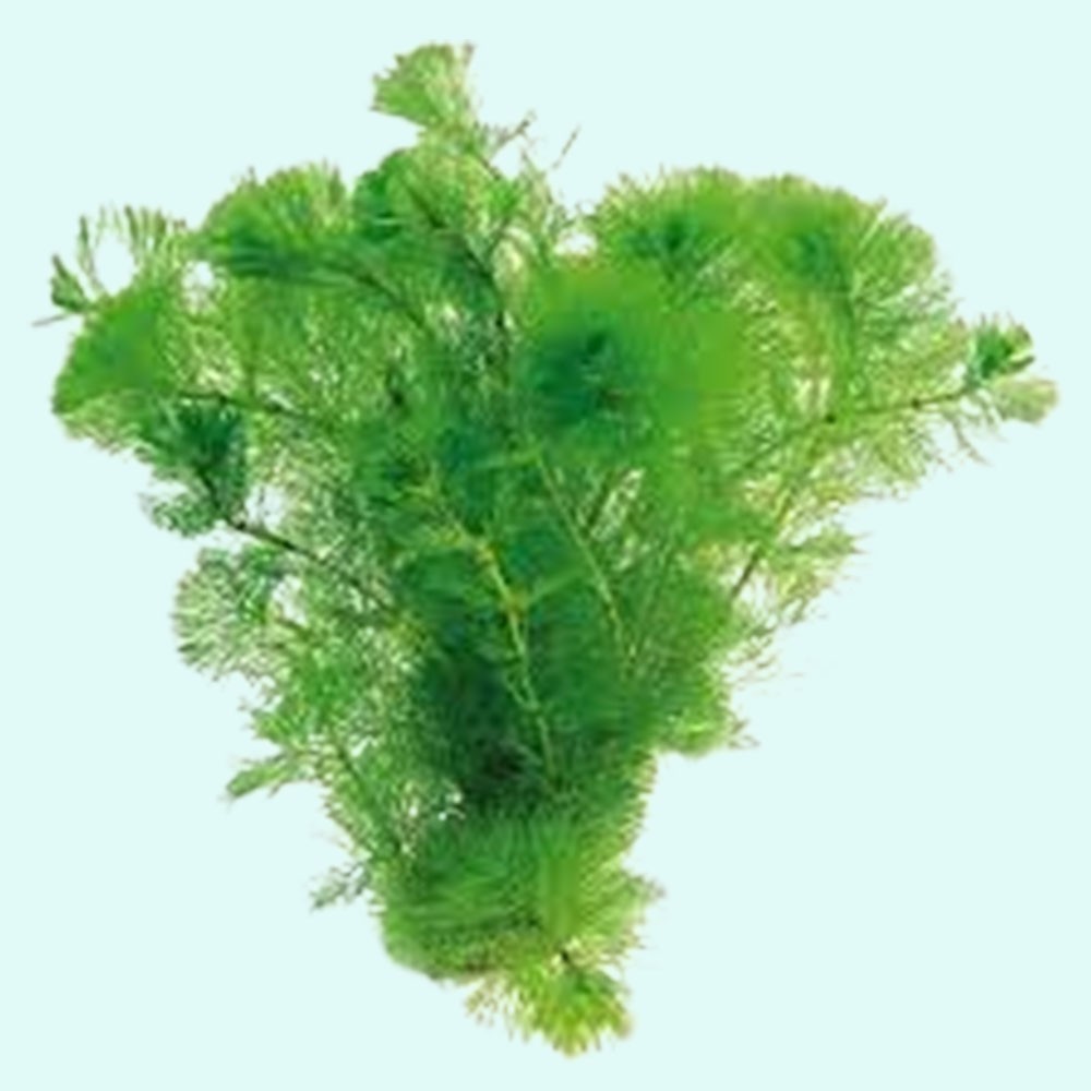 Green Cabomba