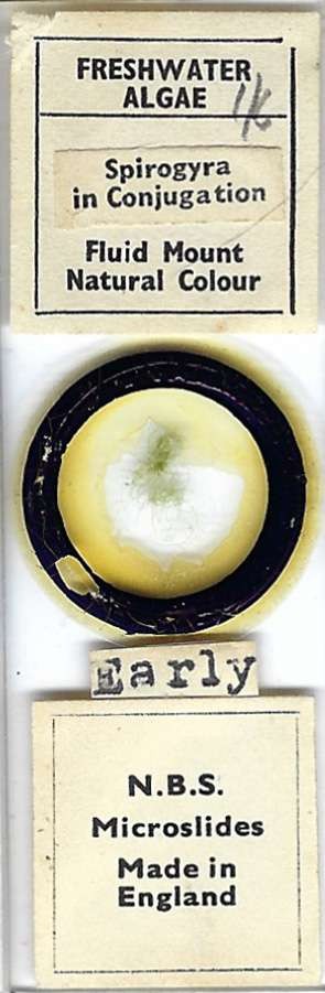 Spirogyra in Conjugation Microscope Slide