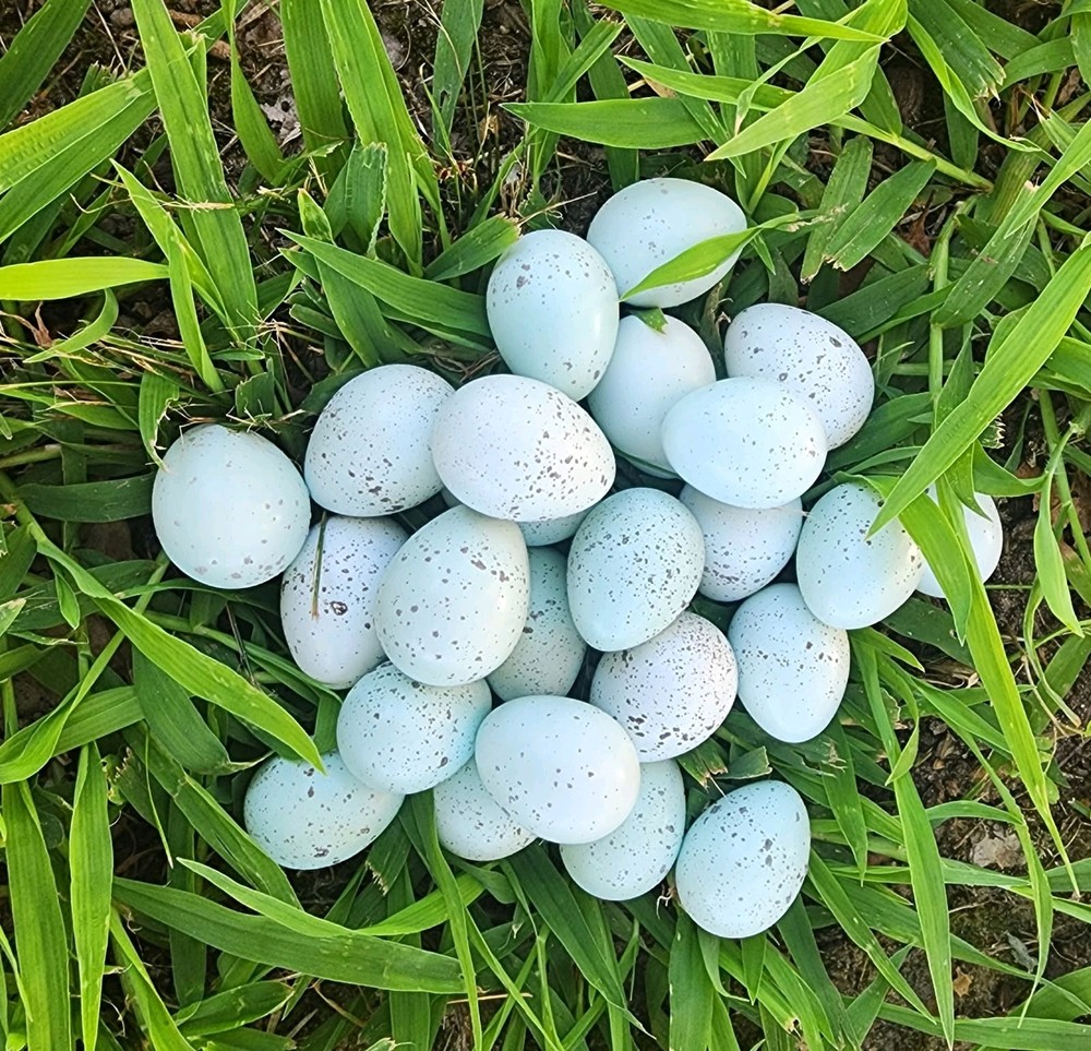 50 + Celadon Coturnix Quail Hatching Eggs (Blue Egg Layers)