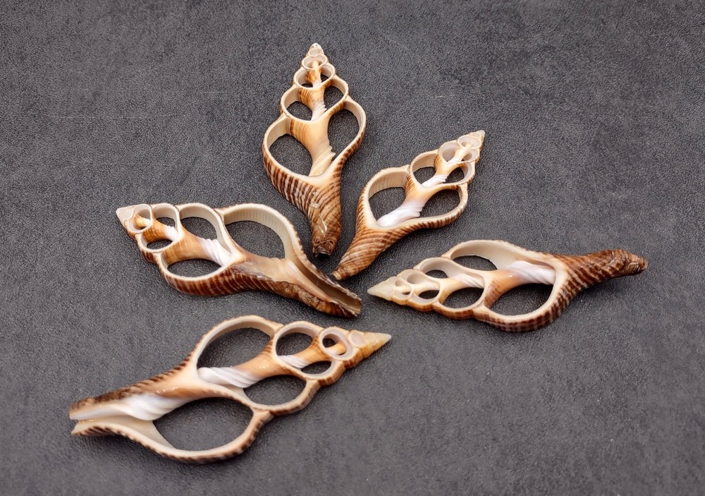 Center Cut Fox Shells (5 shells approx. 2+ inches)