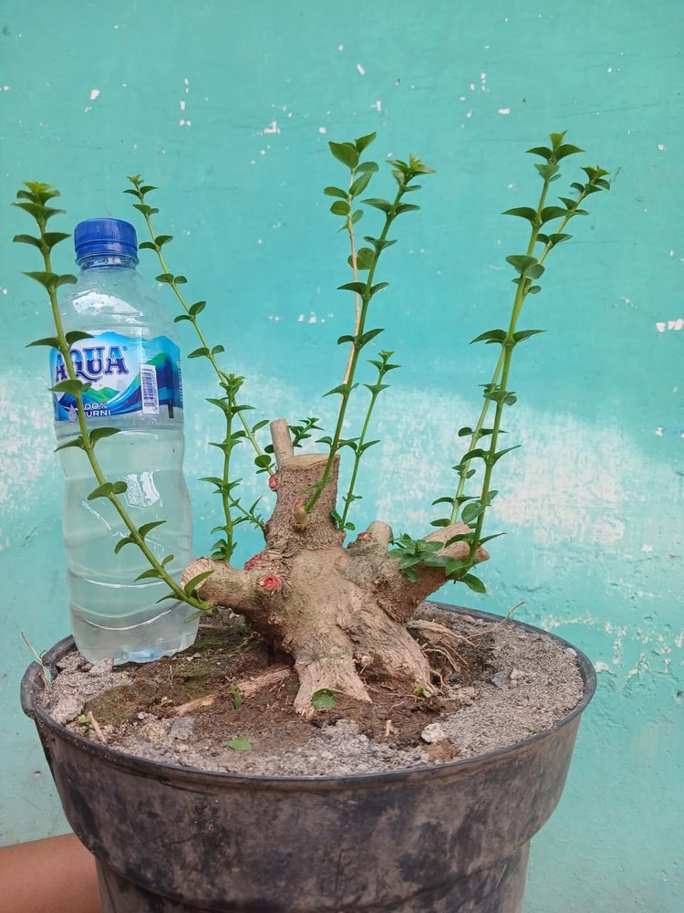 code 009  ✅ BONSAI materials PREMNA MICROPHYLLA || SMALL  (REAL PICT)