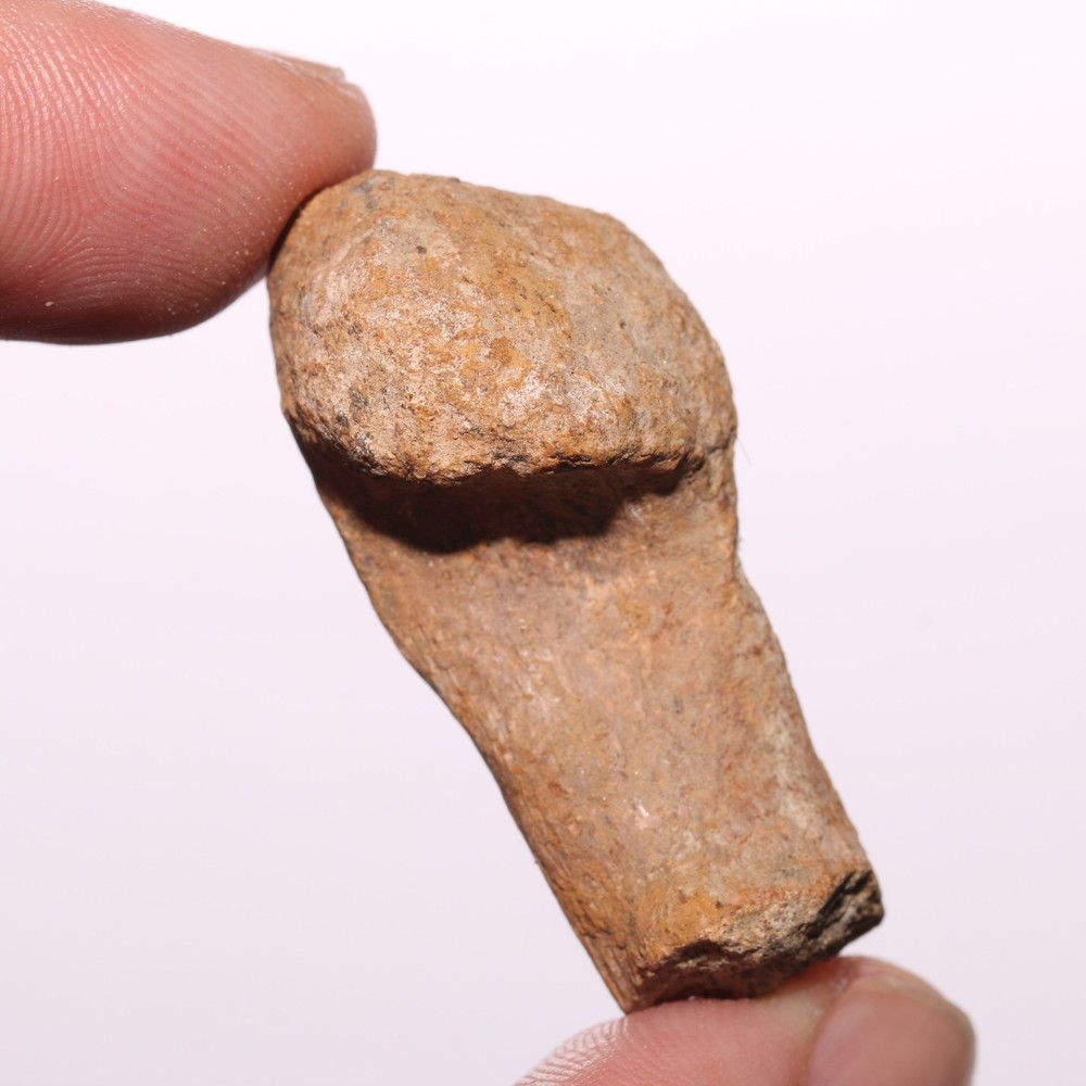 Dinosaur Chevron Bone End Piece - Hell Creek Formation Cretaceous