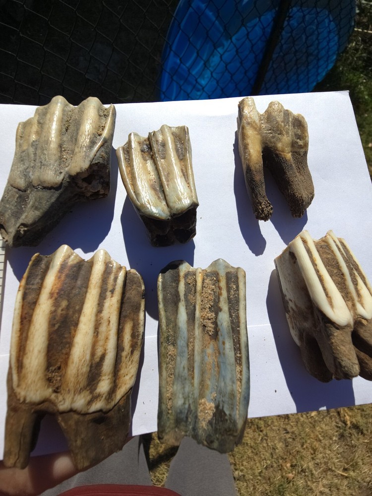 Fossil Bison Teeth Lot