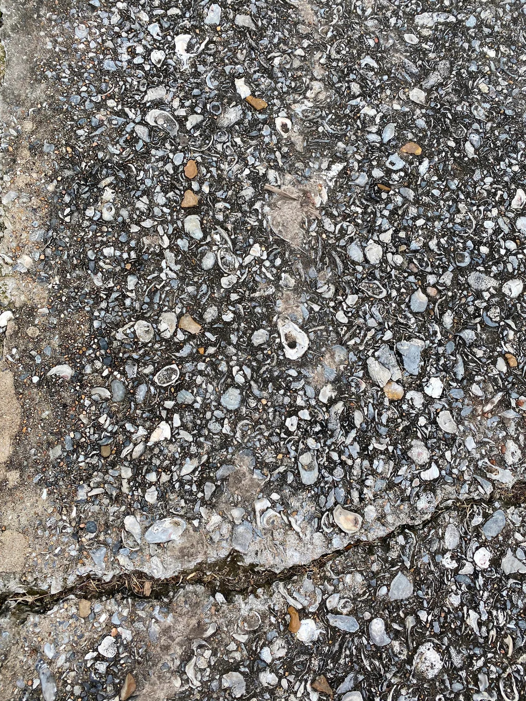 Oyster Shells for Landscaping and Concrete "Tabby Concrete" BULK by the pound