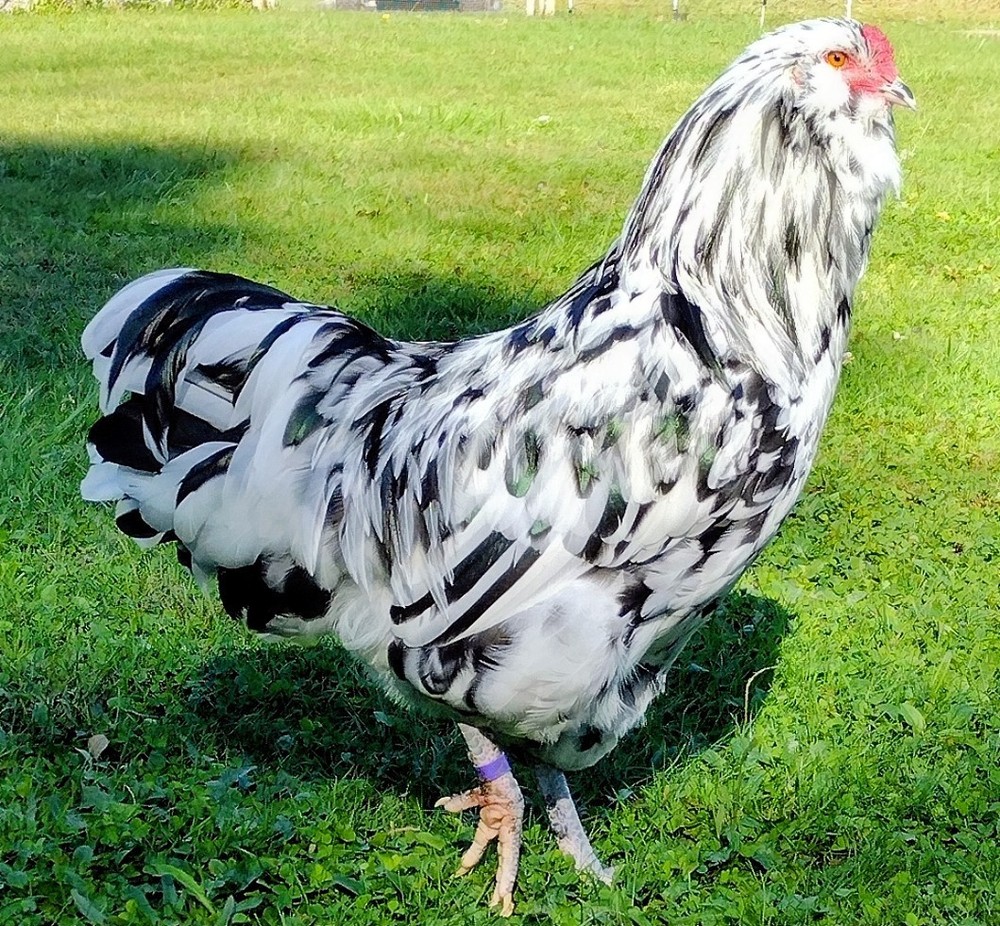 Ermine Ameraucana hatching eggs (12+)