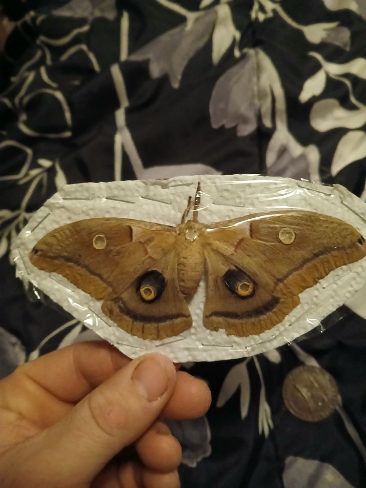 Spread Female Polyphemus Moth Female
