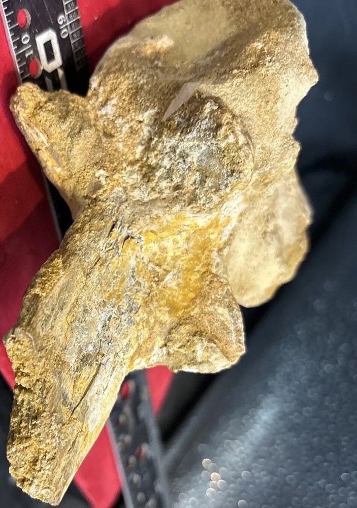 Mosasaurus vertebrae