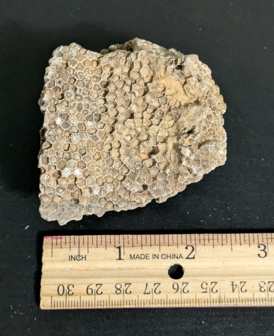 Favosites Coral Fossil 250-500 Million Years Old!! "Honeycomb Coral"